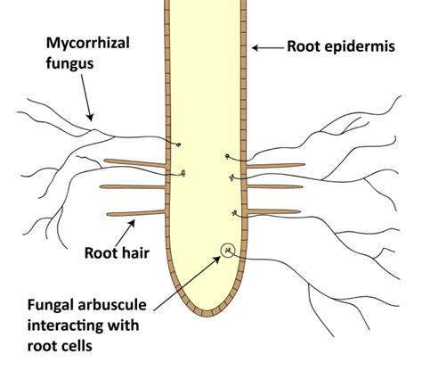 Mycorrhizal Inoculants For Vegetable Crops