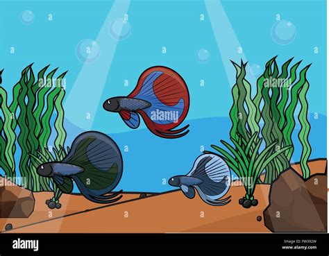 Fight Fish Underwater Scenery Stock Vector Image And Art Alamy