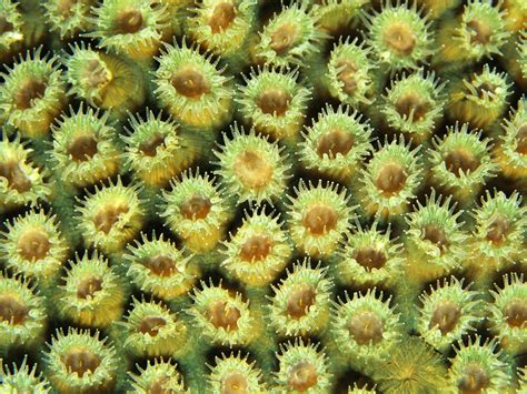 Coral Photos Coral Wallpapers Download Photos National Geographic