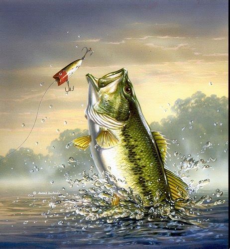 Free Download Bass Fishing For Computer Wallpaper Picswallpapercom