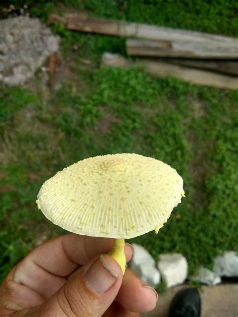 What Kind Of Mushroom Is This Central Texas In My Flower Bed Rshrooms