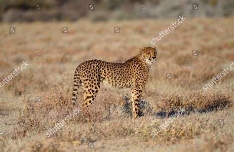 Cheetah Acinonyx Jubatus Male Stands Dry Editorial Stock Photo Stock