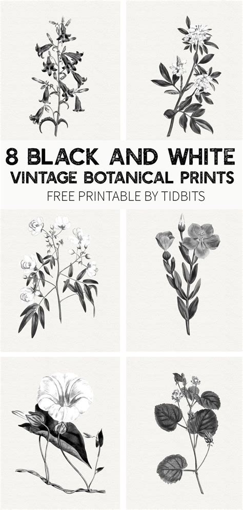 Free Black And White Vintage Botanical Prints Botanical Prints Free