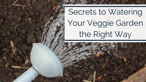 Secrets To Watering Your Vegetable Garden The Right Way Youtube