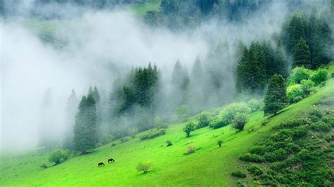 Green Forest Mountain With Mist During Morning Time 4k Nature Hd