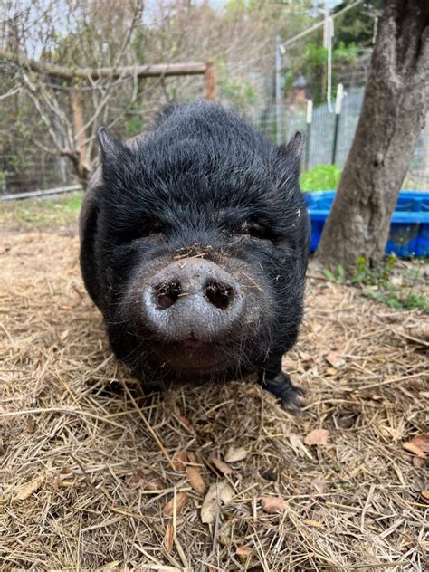 Sponsor Piggy Smalls When Pigs Fly Ranch