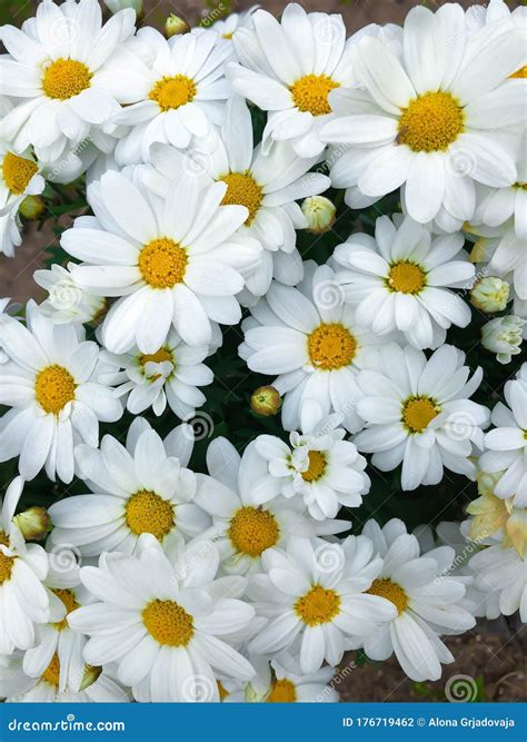 Close Up White Daisy Chamomile Chrysanthemum Flower Stock Photo Image