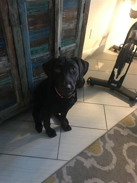 Puppies for sale from dog breeders near orlando, florida. 33 Best Images Labrador Puppies Orlando Florida / Labrador ...