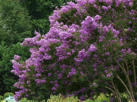 Learn To Prune Lilacs The Right Way For Optimum Blooms Next Spring