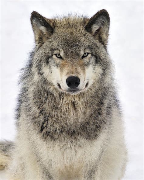 Timber Wolf Portrait Photograph By Tony Beck