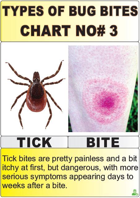 12 Most Harmful Types Of Bug Bites Chart Explained Y L P C