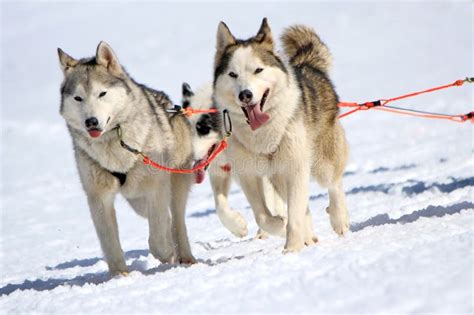 Un Gruppo Del Cane Di Slitta Del Husky Sul Lavoro Immagine Stock