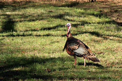 Tom Turkey In Green Grass Free Stock Photo Public Domain Pictures