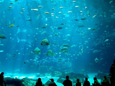Tips For Photographing In Public Aquariums