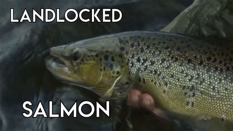 Landlocked Salmon Action Mckenzie River Fly Fishing Lodge Youtube