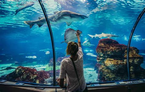 Visiter Laquarium De Barcelone Infos Tarifs Billets Et Nos Conseils