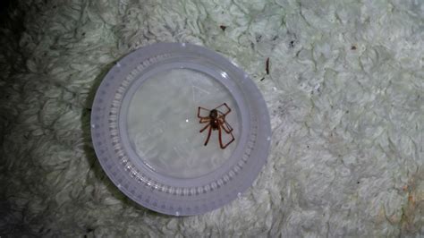 Male Parasteatoda Tepidariorum Common House Spider In Mobile