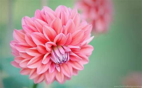 Charming Feminine Pink Flowers Hd Wallpapers 10 － Flower Desktop