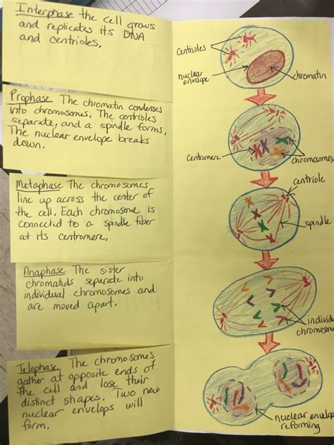If the parent cell starts with 24 chromosome and undergoes mitosis, then how many will the daughter cells have? Mitosis foldable by Cthomasbiology | My Biology Class
