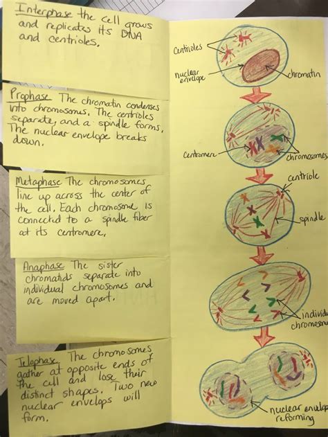 At higher levels, comprehending a text involves making. Mitosis foldable by Cthomasbiology | My Biology Class