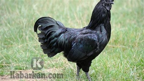 ayam erek