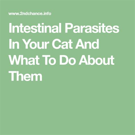 Intestinal Parasites In Your Cat And What To Do About Them Intestinal