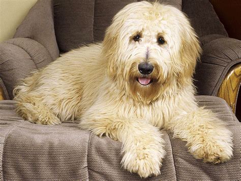 Large hyperactive dogs or sensitive toy breeds should be avoided. Hairy Dog Breeds | So Pets