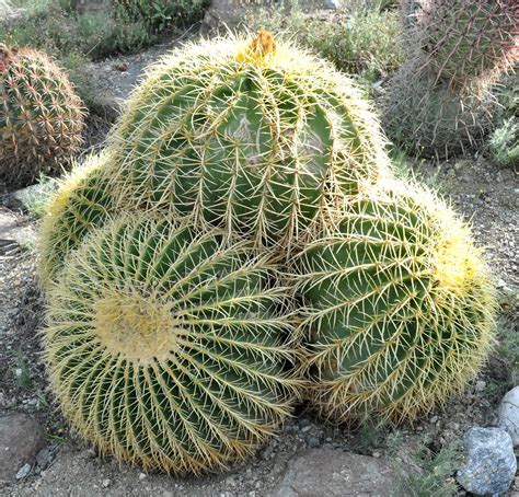 The Living Desert Golden Barrel Cactus This Is A Barrel