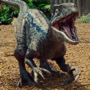 Paired with blue's uncanny abilities to plan and set traps, and a bite equivalent to a spotted hyena, this makes her a raptor to be reckoned with. Velociraptor Blue 💙⚡ | Wiki | ⚪Jurassic Park Amino⚪ Amino