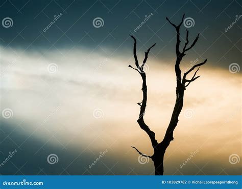 Silhouettes Scene Of Lifeless Trees In Twilight Stock Photo Image Of