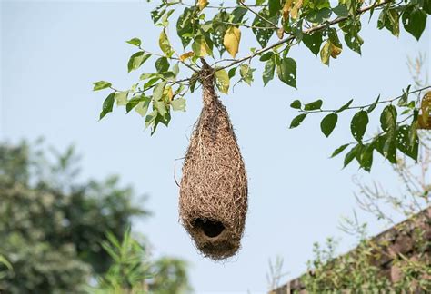 2以上の無料仕立て屋の鳥の巣and鳥画像 Pixabay