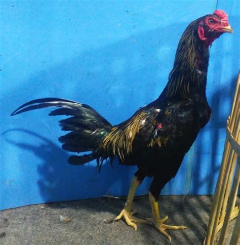 Jenis jengger ayam mawar memiliki mental dan gaya bertarung baik serta bervariasi dan dipercaya memiliki pukulan keras luar bіаѕа, tetapi gerakan ayam agak lambat kurаng lincah. Bentuk Dan Model Kaki Ayam Petarung Pukul Saraf/Ko / Jenis ...