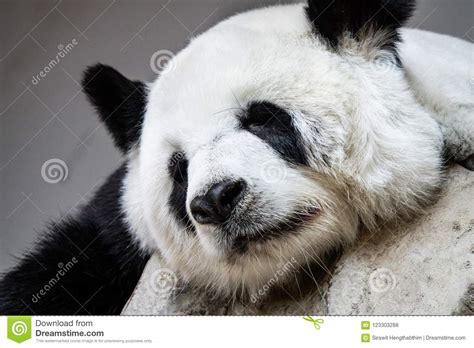 Giant Panda Bear Sleeping On The Rocks Stock Photo Image Of Asia