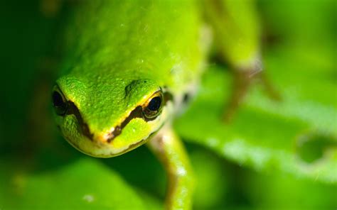 Shallow Focus Photography Of Green And Black Frog Hd Wallpaper