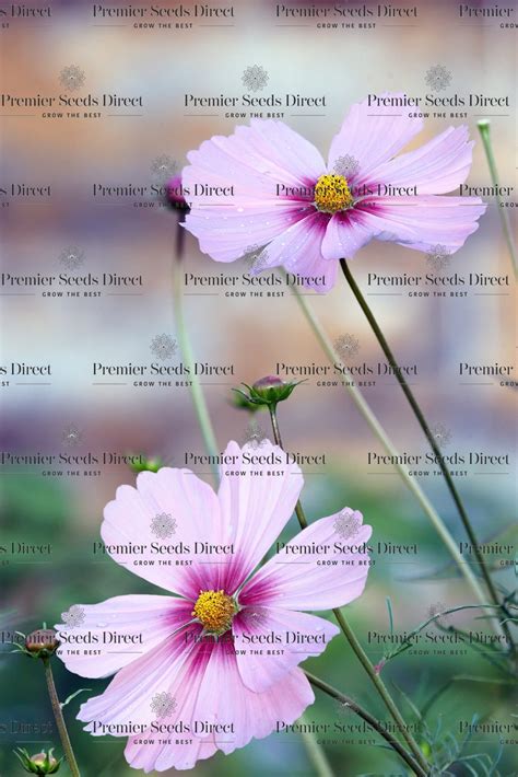 Cosmos Bipinnatus Daydream Flowers Premier Seeds Direct Ltd