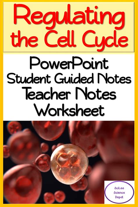 Mitosis cell cycle just like many other organisms cells have from the cell cycle worksheet answer key, source:slideplayer.com. Regulating the Cell Cycle: PowerPoint, Student Guided ...