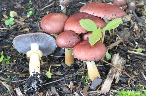 How To Grow Wine Cap Mushrooms In Your Garden Simple Guide