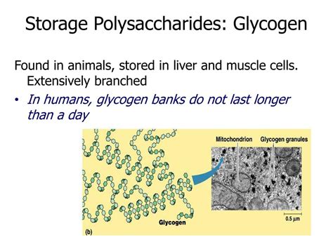 Once the carbohydrates are broken down into their monosaccharide or simpler components, they are. PPT - Carbohydrates PowerPoint Presentation, free download ...