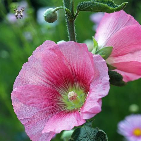 Throughout the history of grand hotel, dining has been one of the highlights of every guest experience. SMALL PINK HOLLYHOCK SEEDS packed 50 Home & Garden Plants ...
