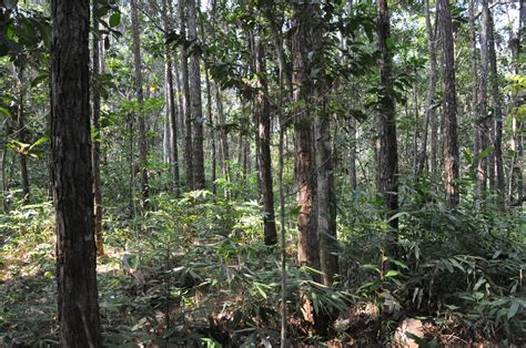 Yagirala Forest Reserve Sri Lanka Fact File Of The Yagirala Forest