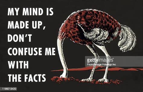 Ostrich Hiding Head Fotografias E Filmes Do Acervo Getty Images