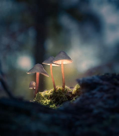 Glowing forest mushrooms : photographs