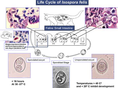 Companion Animal Parasite Council Coccidia