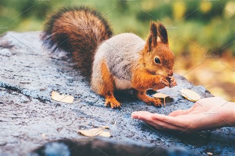 Squirrel Eating Nuts From Woman Hand High Quality Animal Stock Photos