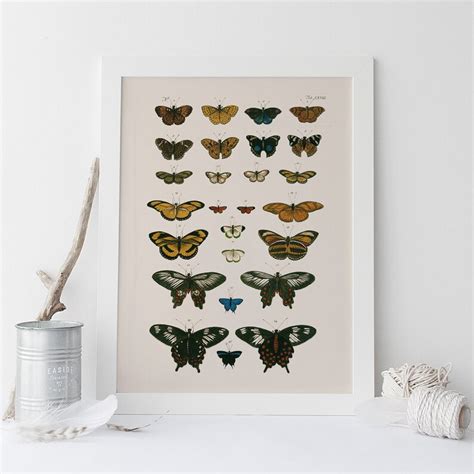 Antique Butterfly Print High Quality Reproduction Nature Etsy