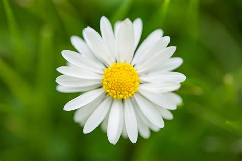 Spring Daisy Blossom · Free Photo On Pixabay