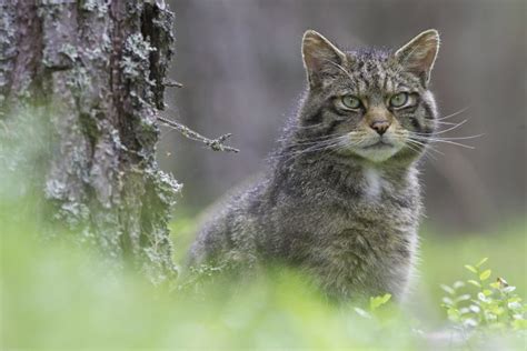 Angus Remains Key Target In Project To Save Scotlands Wildcat