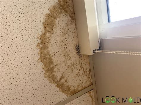 Start cutting cans and stamping tiles. Mold In The Workplace
