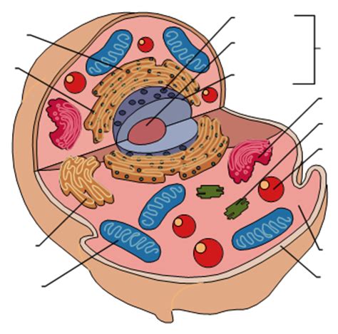 The diagram is very clear, and labeled; Animal Cell Diagram