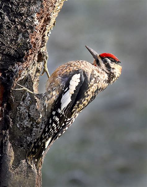 Is that sapsucker is a woodpecker of the eastern united states (of the genus sphyrapicus ) that feeds mainly on the sap of trees while sap is (uncountable) the juice. Rare red-naped sapsucker photographed near Sequim ...